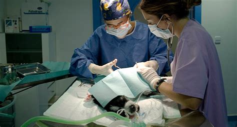 veterinario alhama de murcia|Clínica Veterinaria Cachorros> Servicios Veterinarios Alhama de。